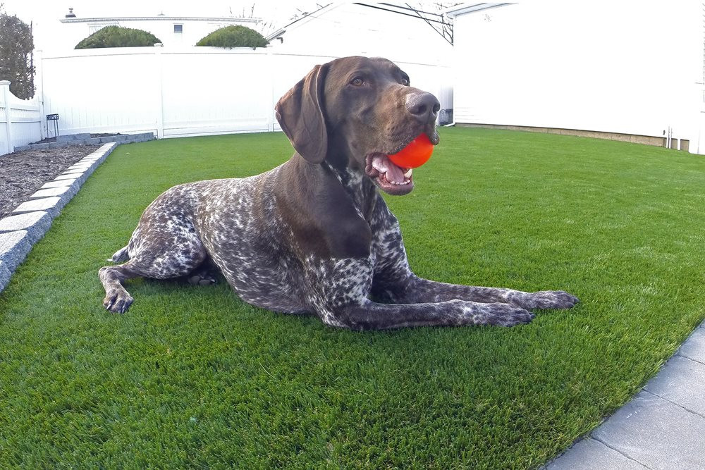 Kennewick artificial pet turf